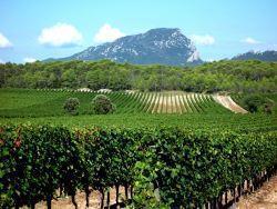 vineyards