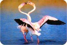 flamingos