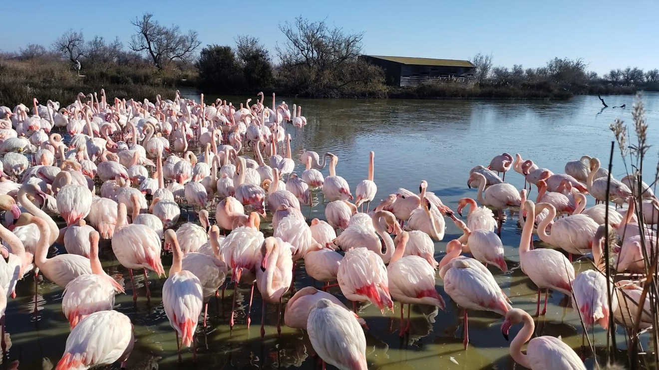 saintes maries plage est flamingos