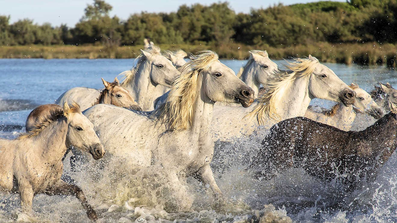 camargues white horses france