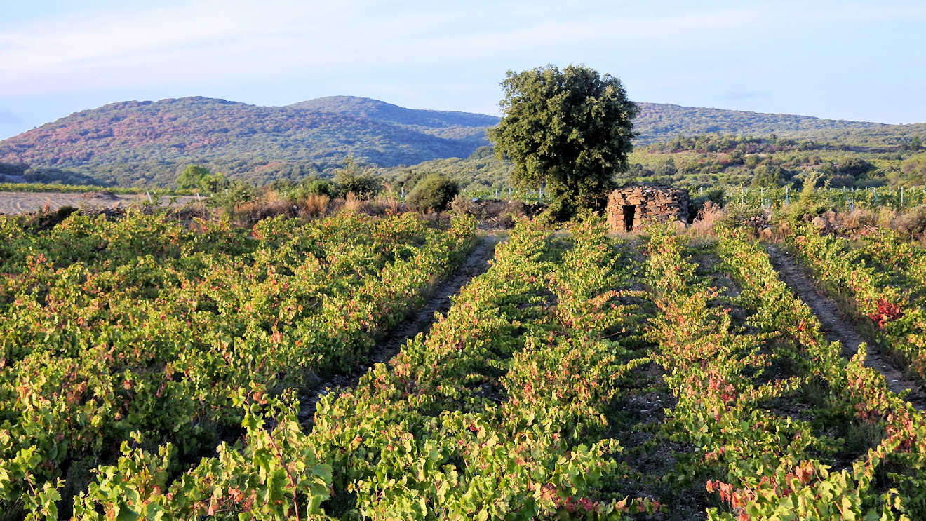 domaine des trinities faugers vineyard