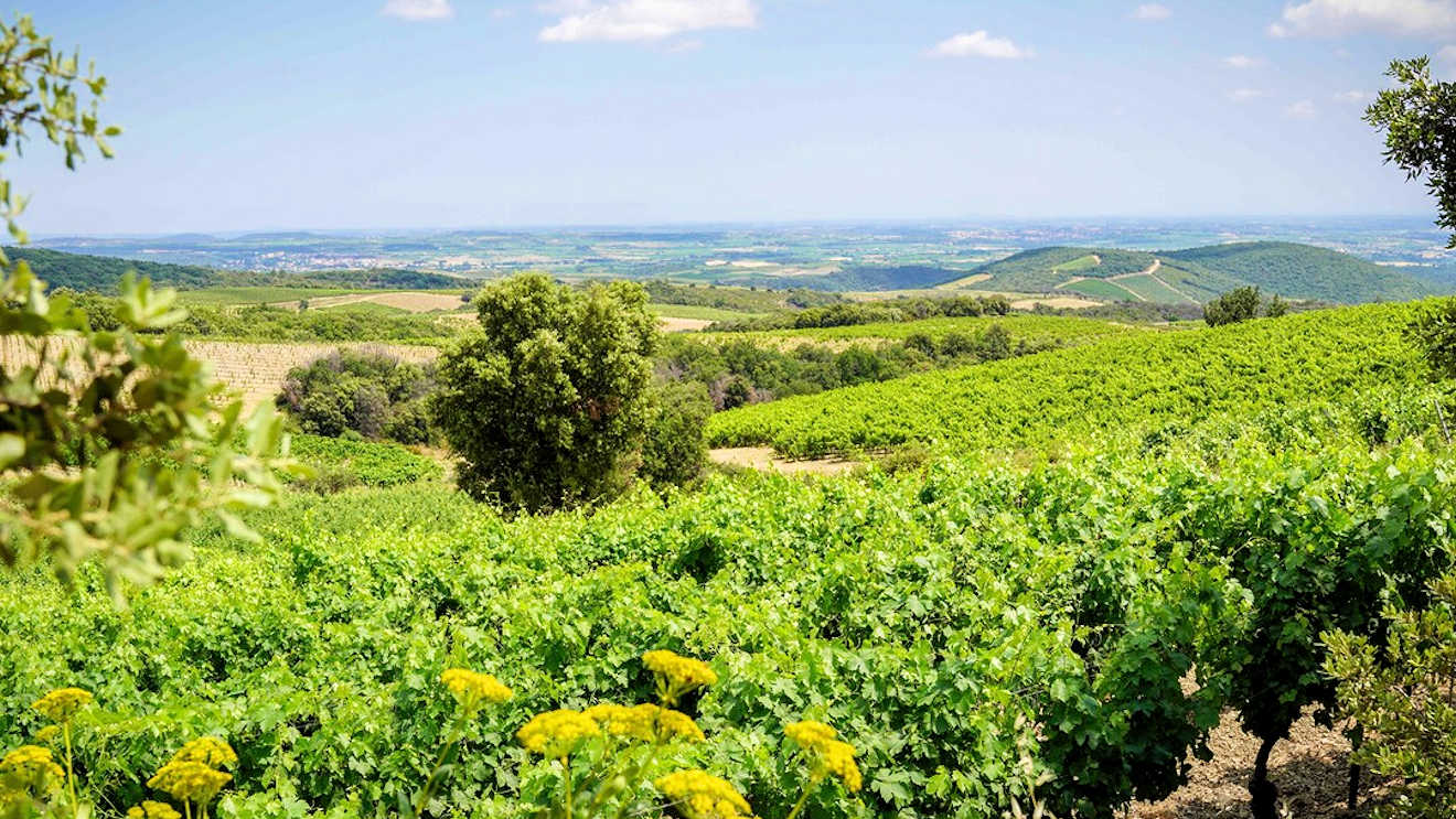 faugeres wine region