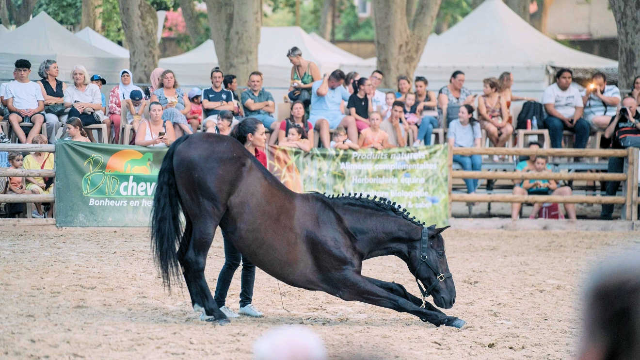 beaucaire horse