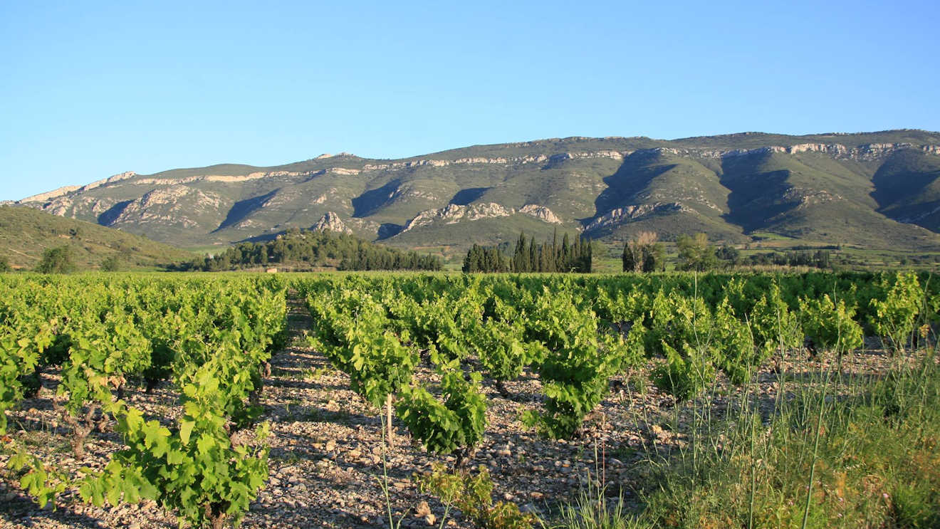 fitou vineyards south france