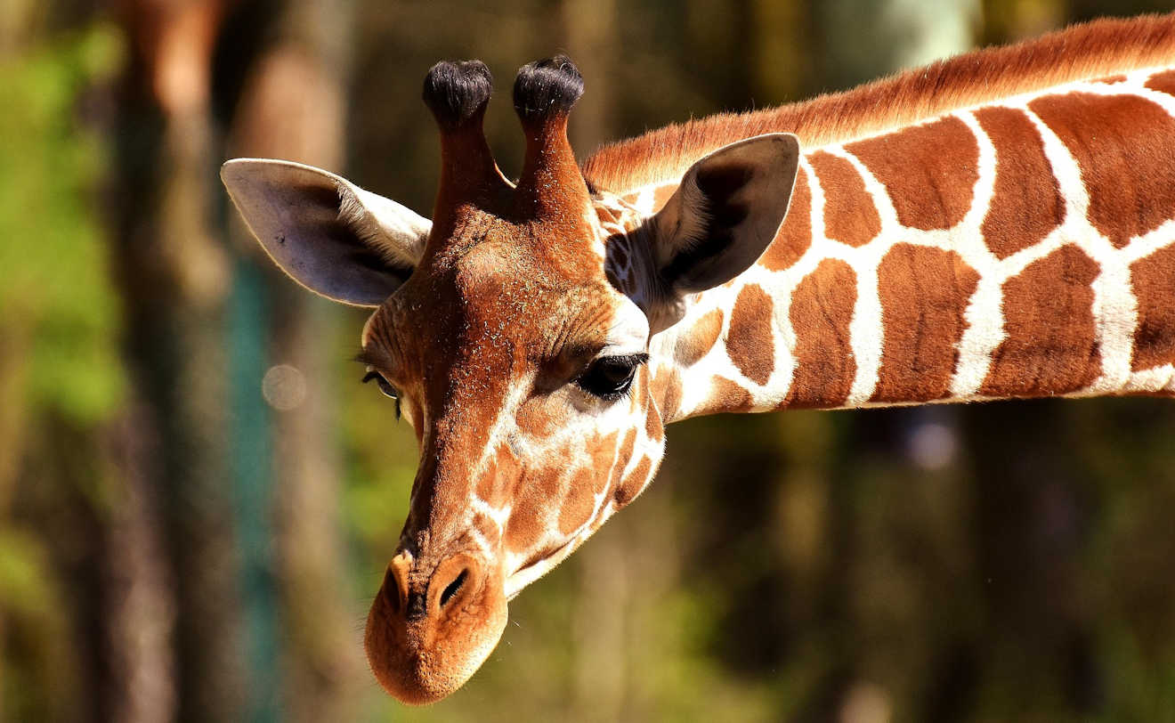 giraffe