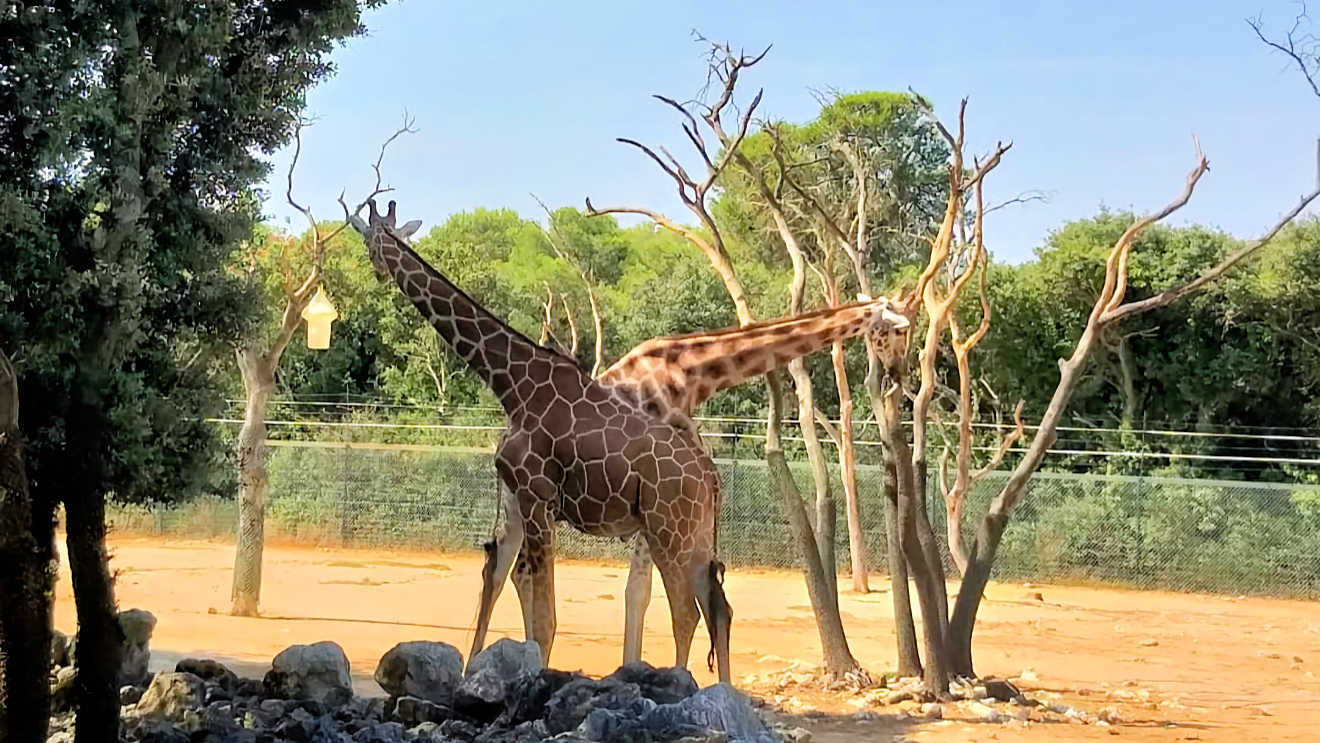 montpellier zoo giraffe