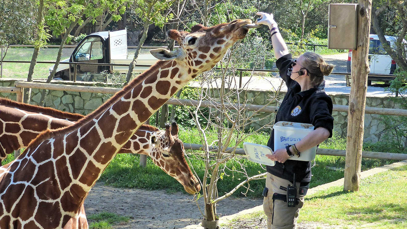 sigean giraffe