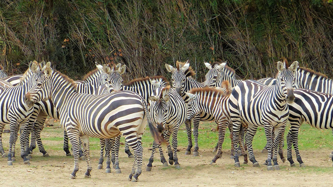 lion sigean zebras