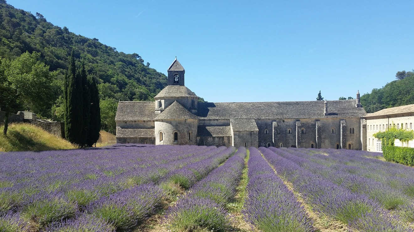 provence lavander