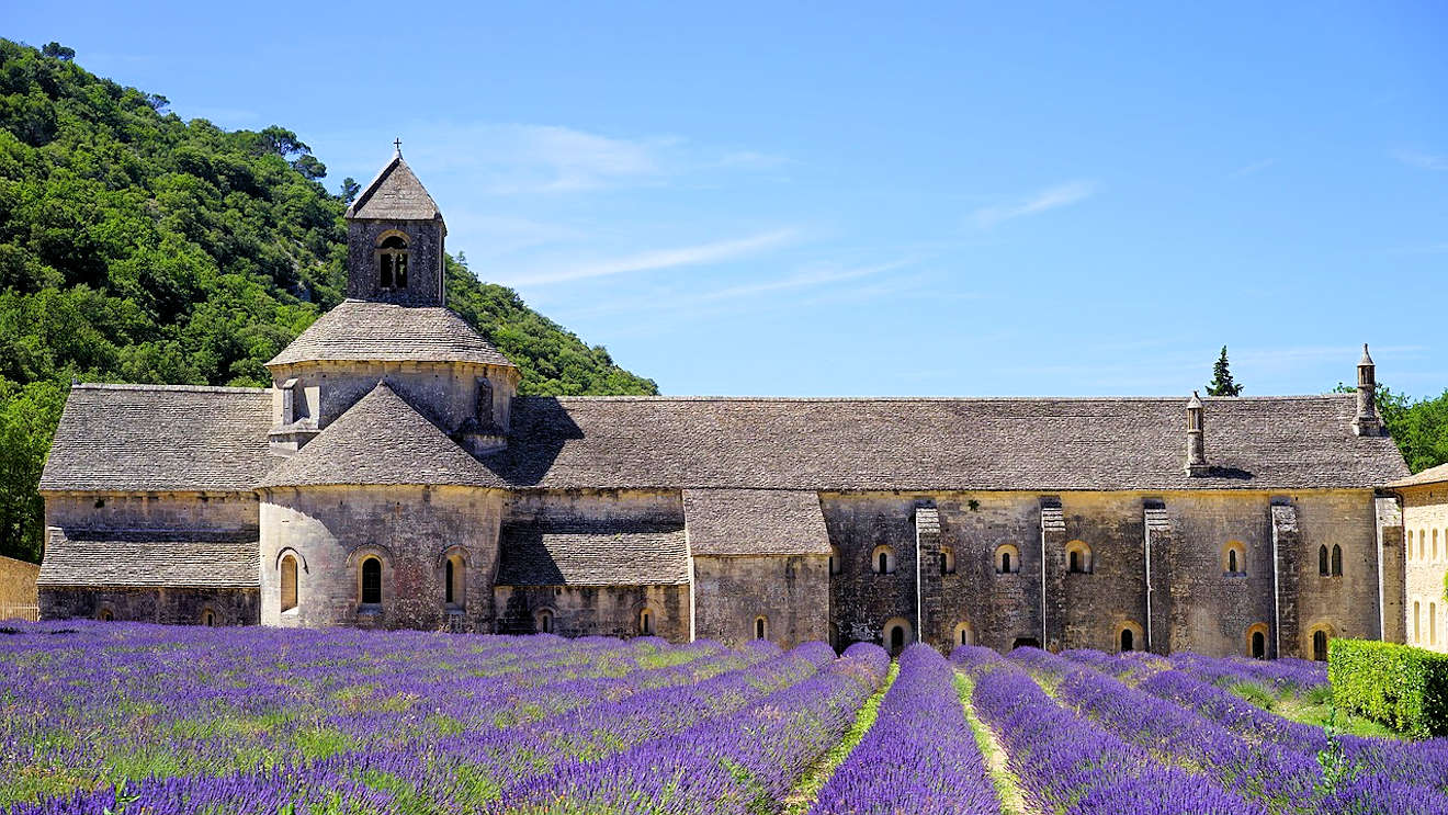 abbaye de senanque levender fields