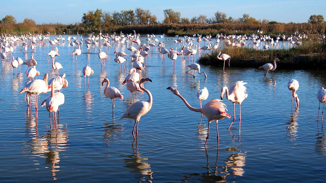camargue2
