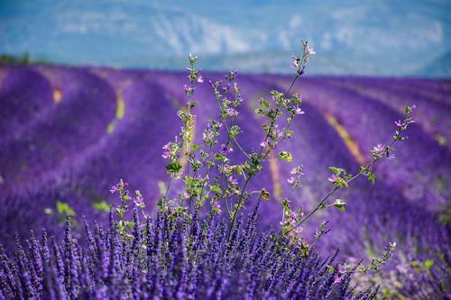 Provence destinations South France