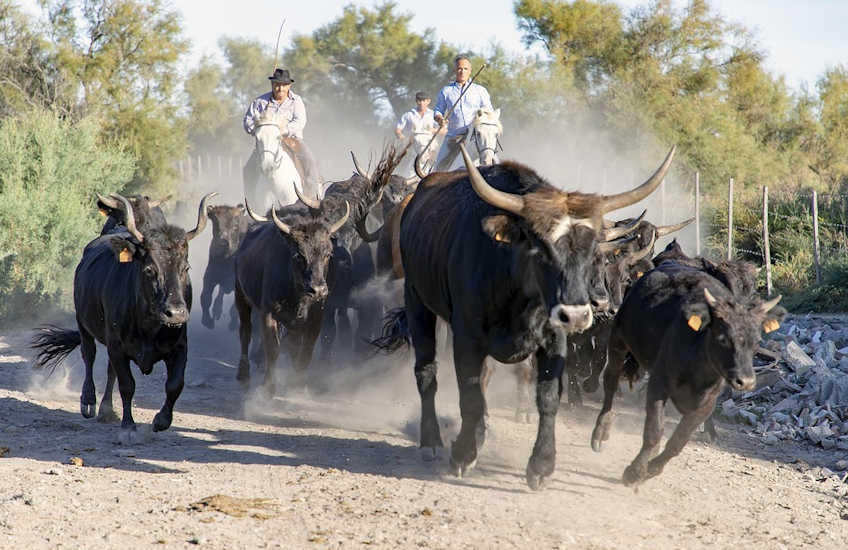 camargue3