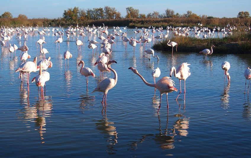camargue flamingos france